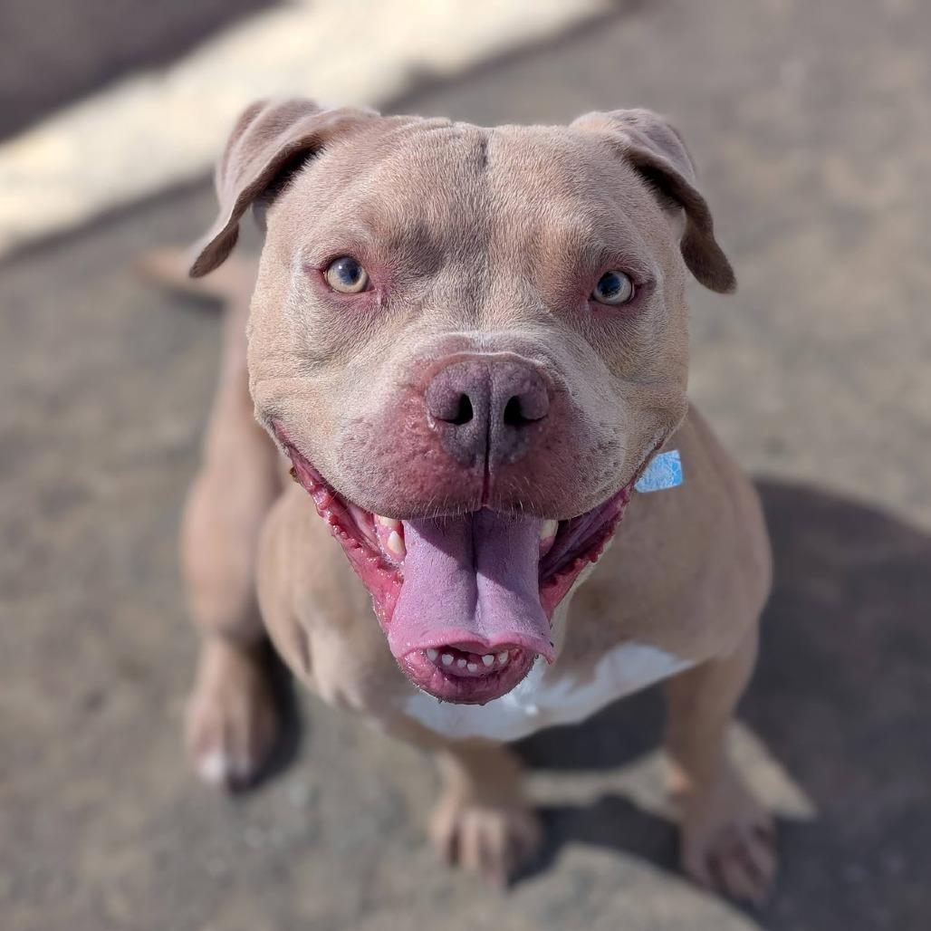 Perry*, a Adoptable Pit Bull Terrier in San Gabriel, CA image 2/6