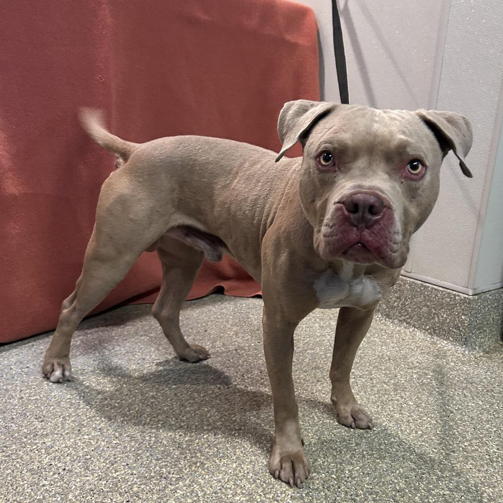 Perry*, Adoptable, Adult Male Pit Bull Terrier.