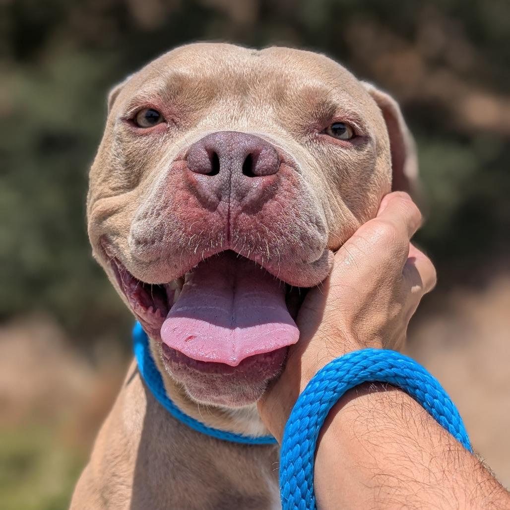 Perry*, a Adoptable Pit Bull Terrier in San Gabriel, CA image 3/6