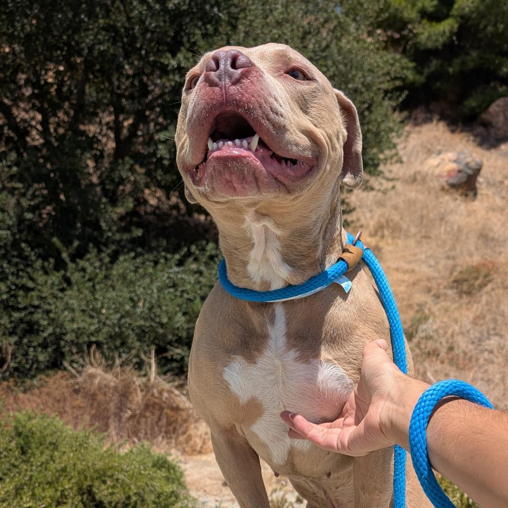 Perry*, a Adoptable Pit Bull Terrier in San Gabriel, CA image 4/6
