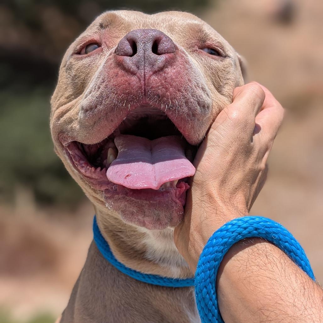 Perry*, a Adoptable Pit Bull Terrier in San Gabriel, CA image 5/6