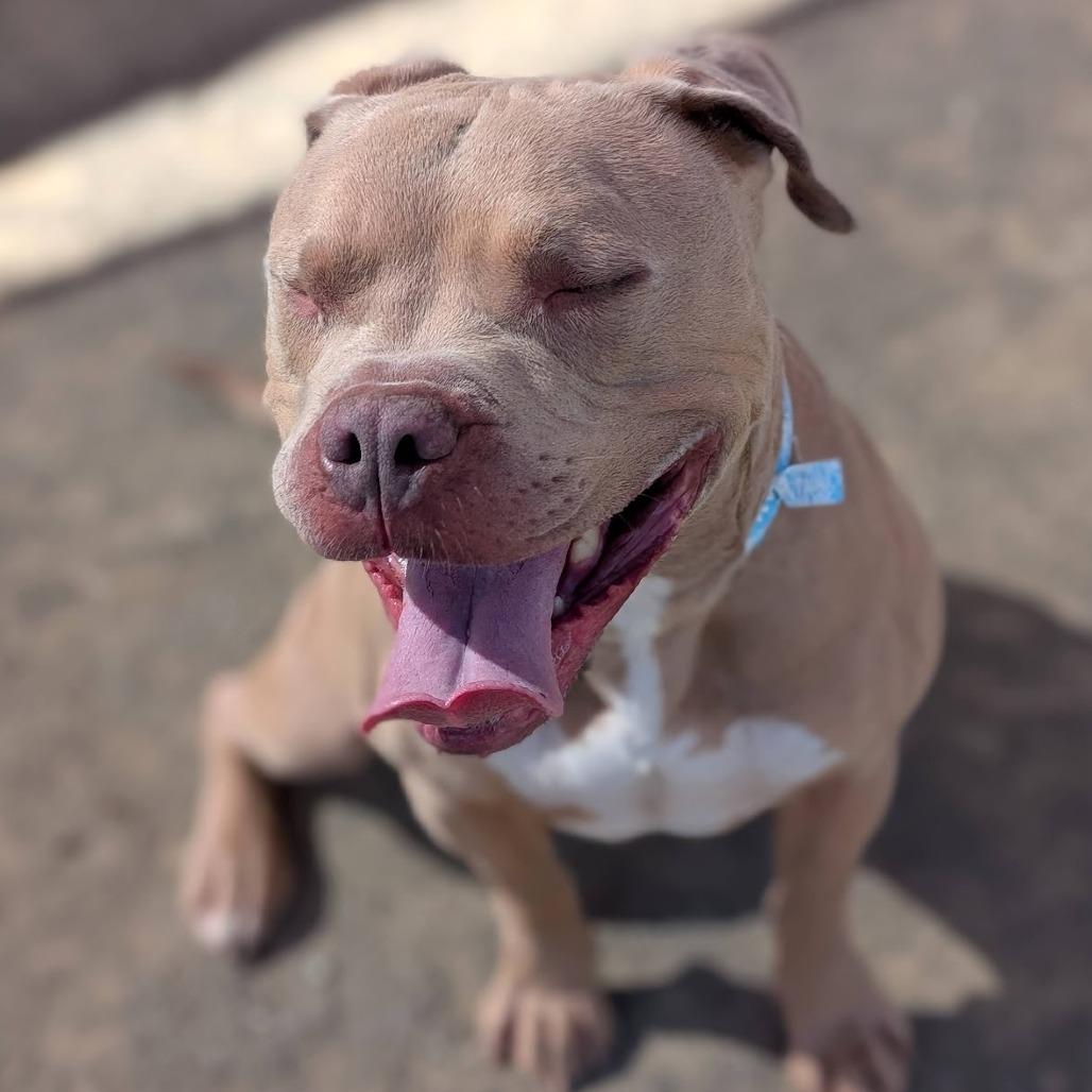 Perry*, a Adoptable Pit Bull Terrier in San Gabriel, CA image 6/6