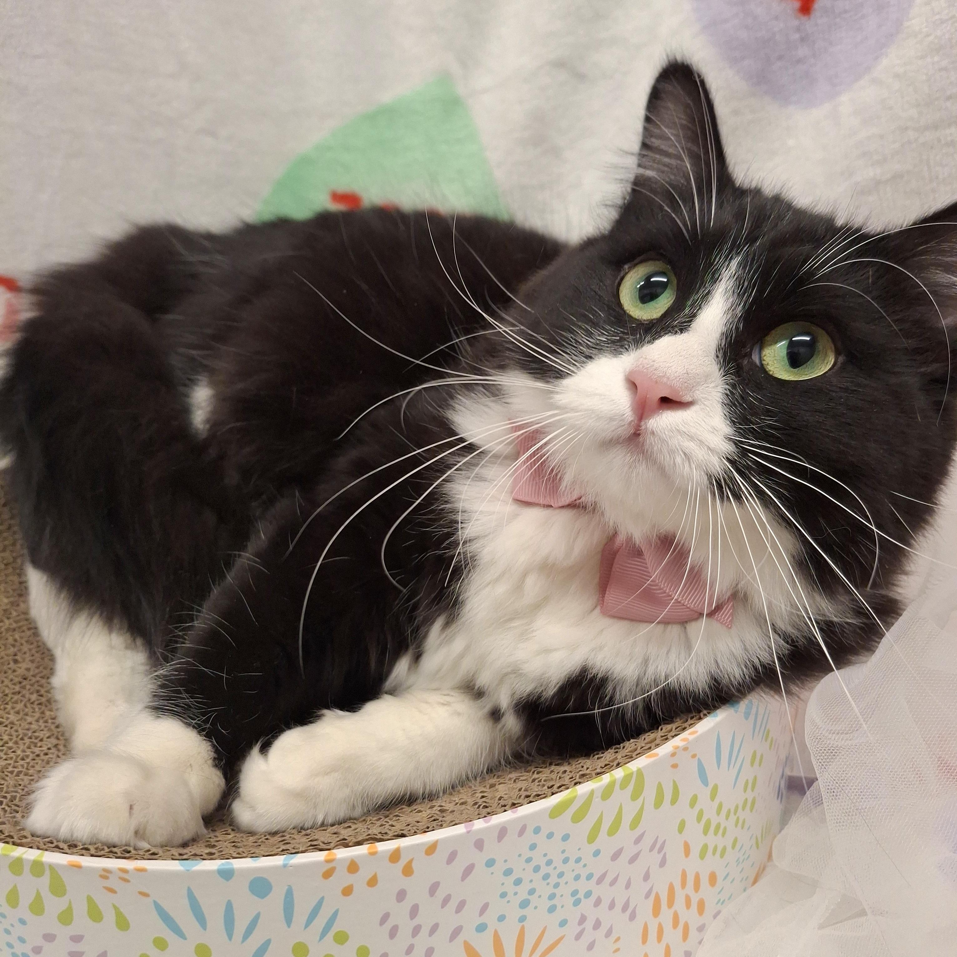 Marie, adopted, Kitten Female Maine Coon & Domestic Long Hair.