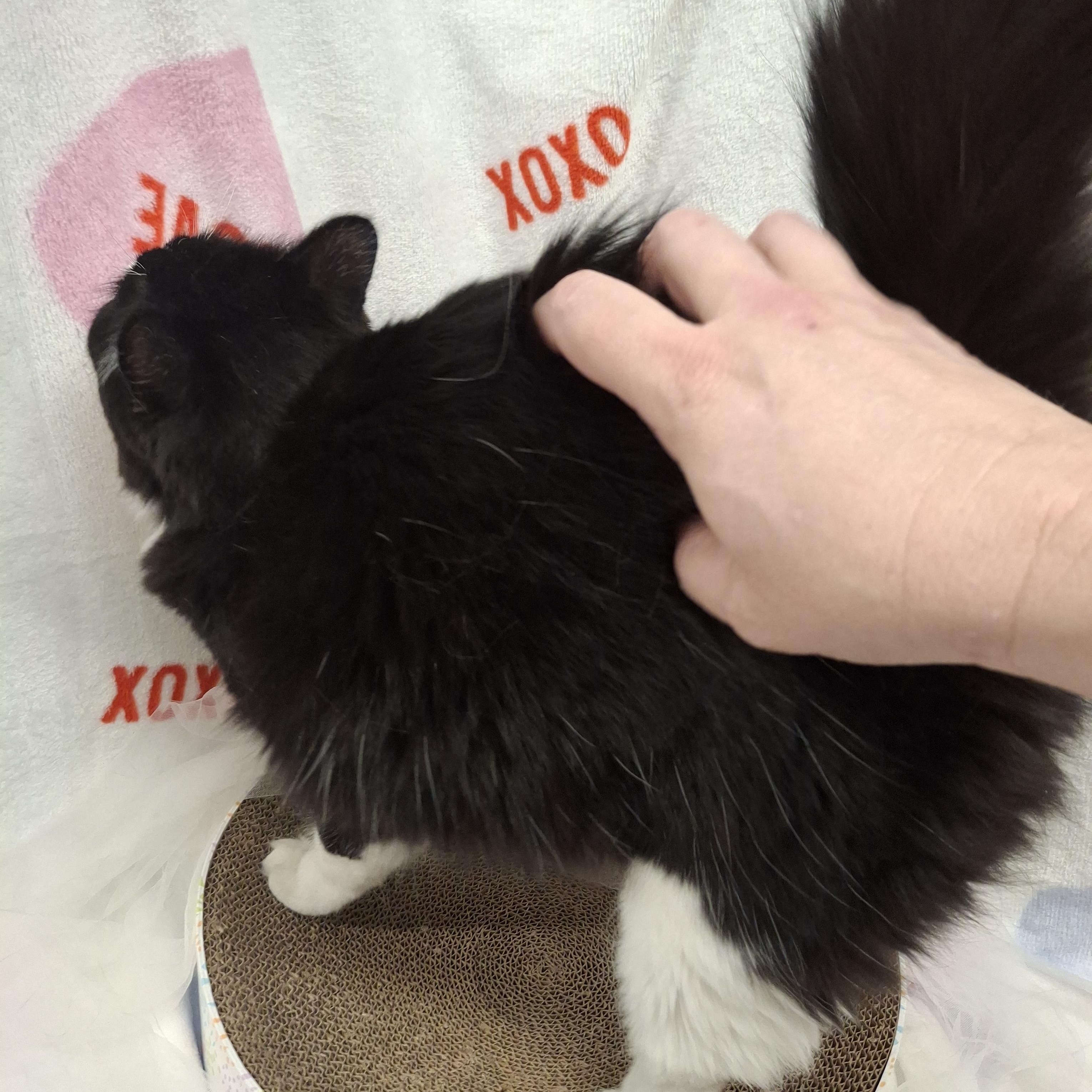 Marie, an adopted mixed breed in Chino, CA image 5/6