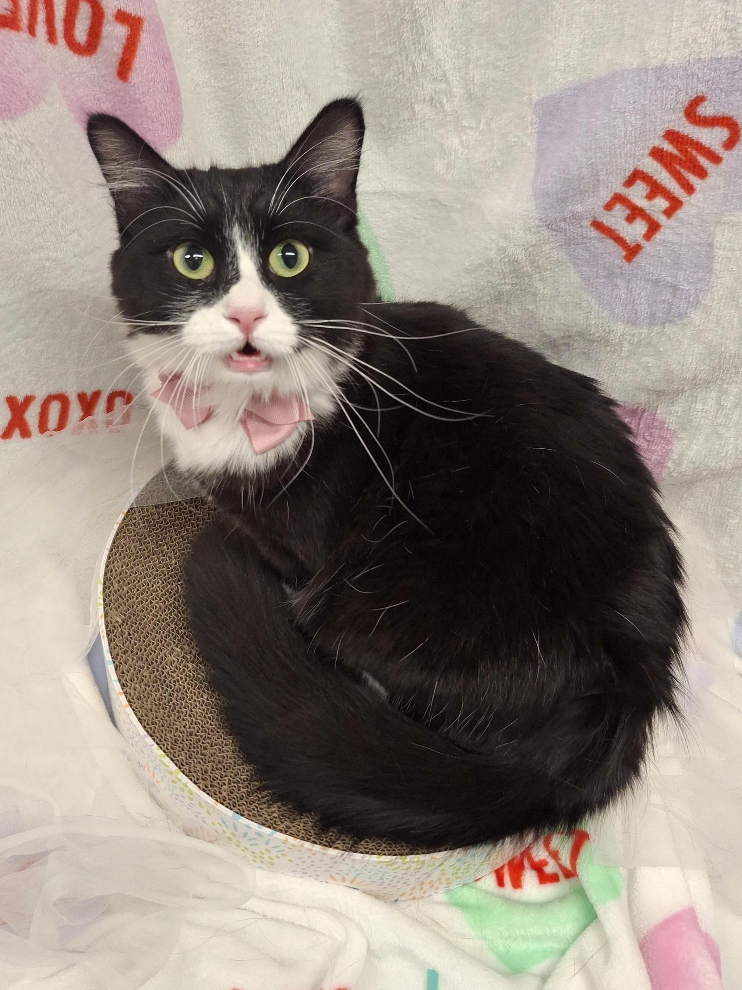 Marie, an adopted mixed breed in Chino, CA image 3/6