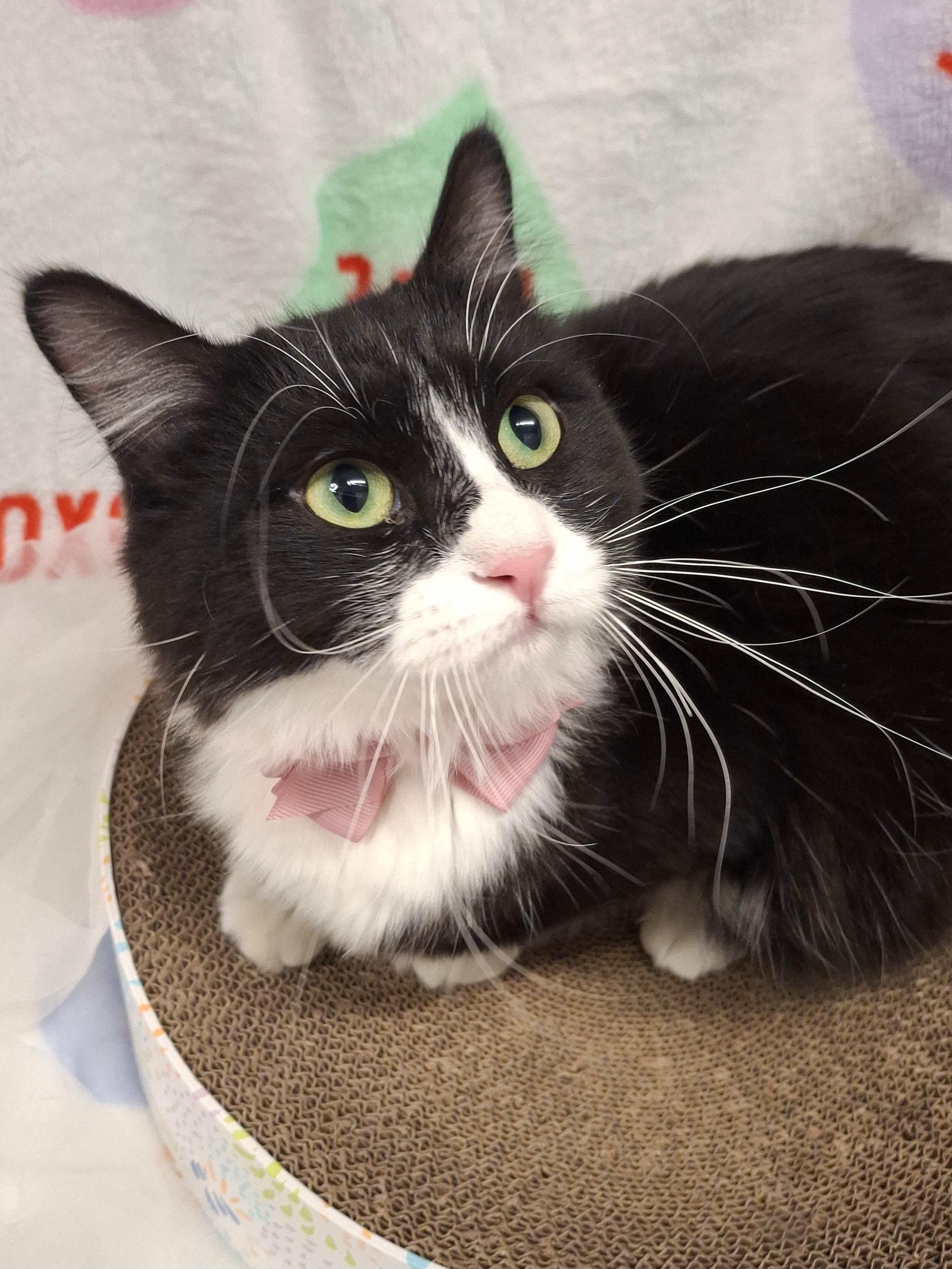 Marie, an adopted mixed breed in Chino, CA image 4/6