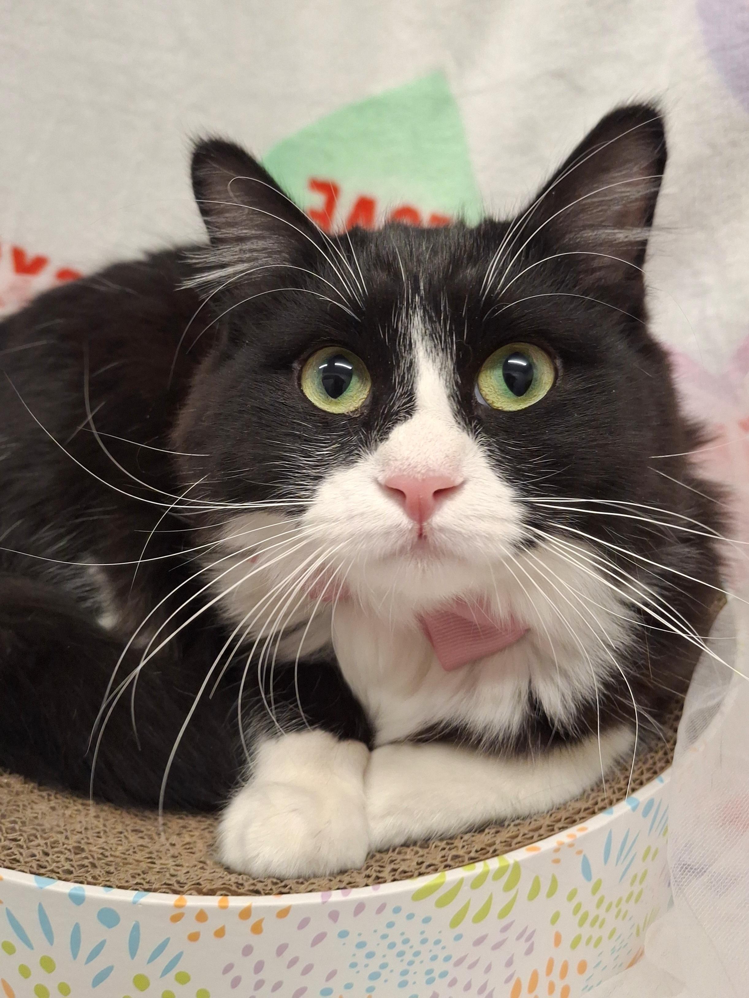 Marie, an adopted mixed breed in Chino, CA image 2/6