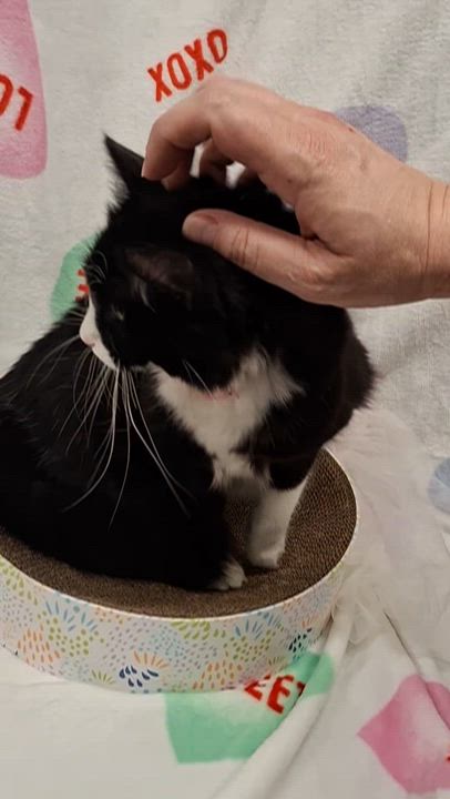 Enlarge Marie, an adopted mixed breed in Chino, CA video 6/6