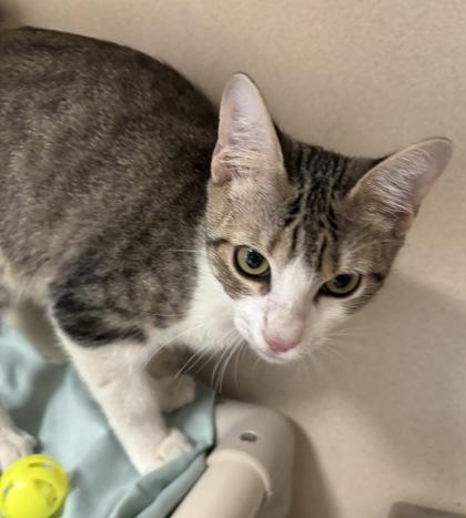 Enlarge Billy the Kitty - I AM AT PetSmart Northborough, a Adoptable mixed breed in East Brookfield, MA image 1/1