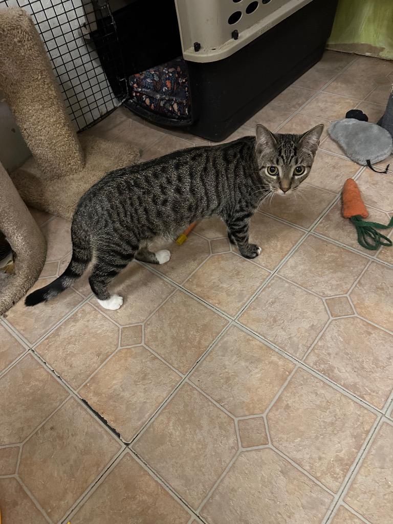 Hughie, Adoptable, Young Male Domestic Short Hair.