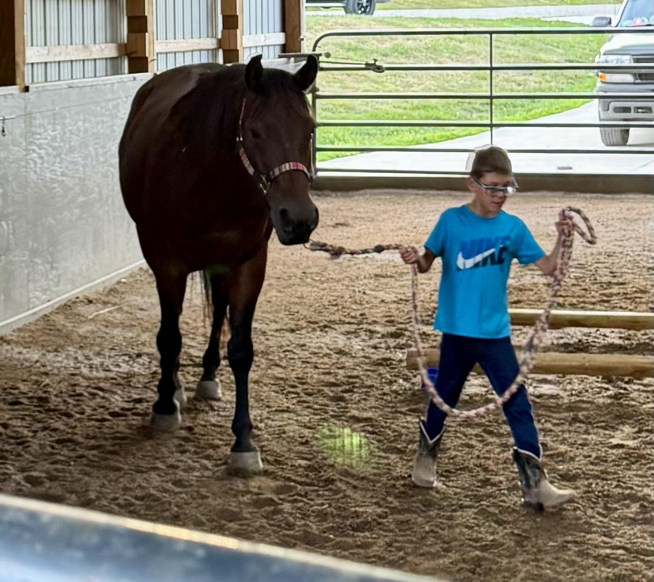 Enlarge Ruger, a Adoptable Quarterhorse in Athens, OH image 5/6