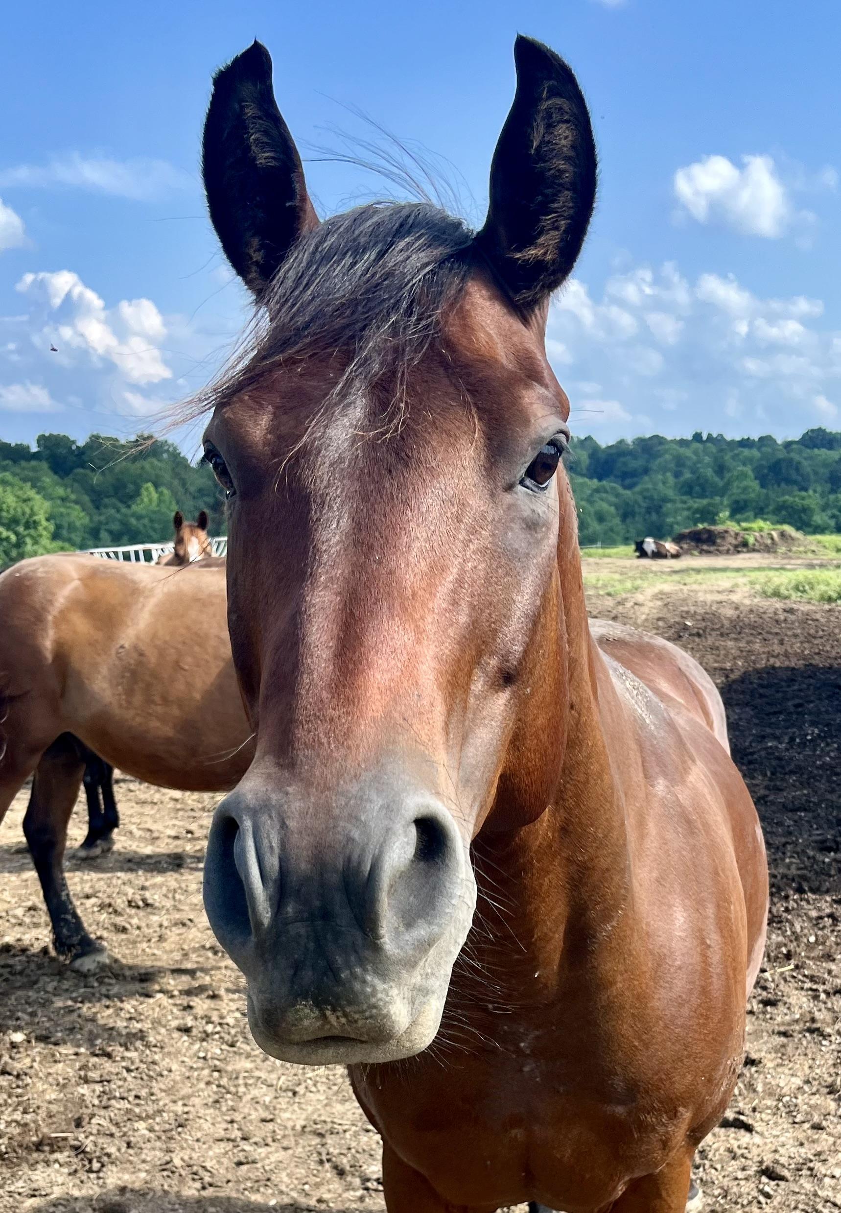 Ruger, Adoptable, Adult Male Quarterhorse.