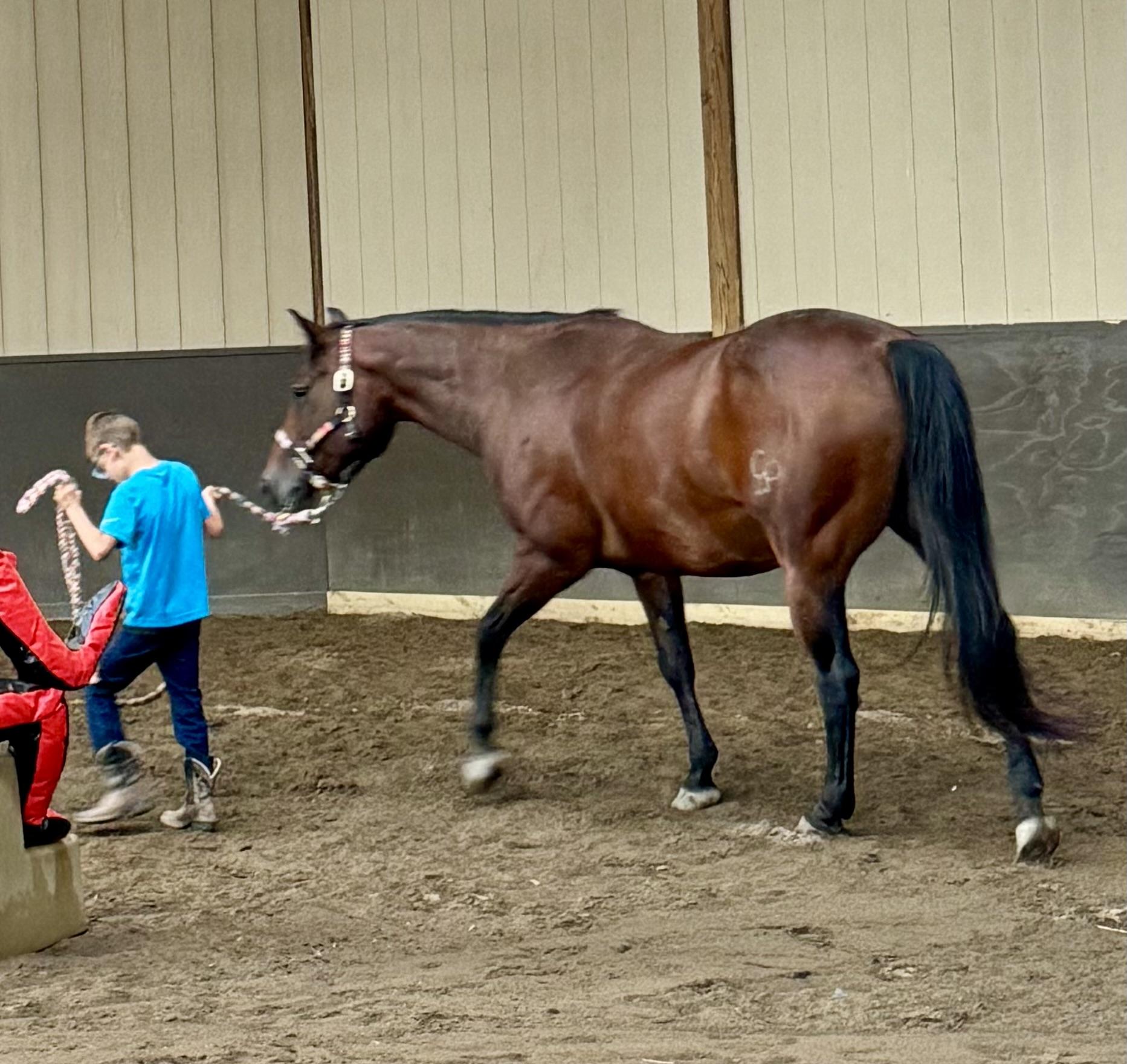 Enlarge Ruger, a Adoptable Quarterhorse in Athens, OH image 4/6