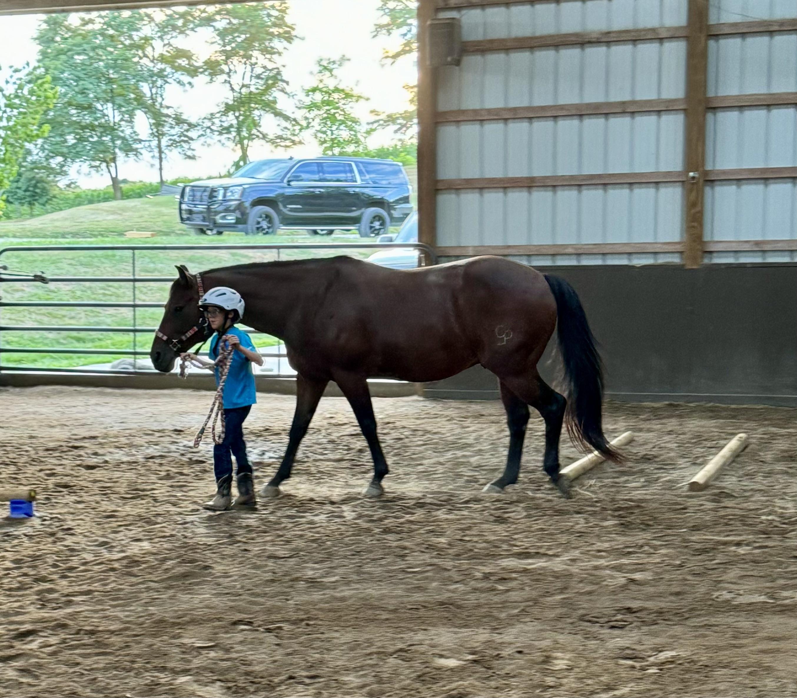 Enlarge Ruger, a Adoptable Quarterhorse in Athens, OH image 6/6