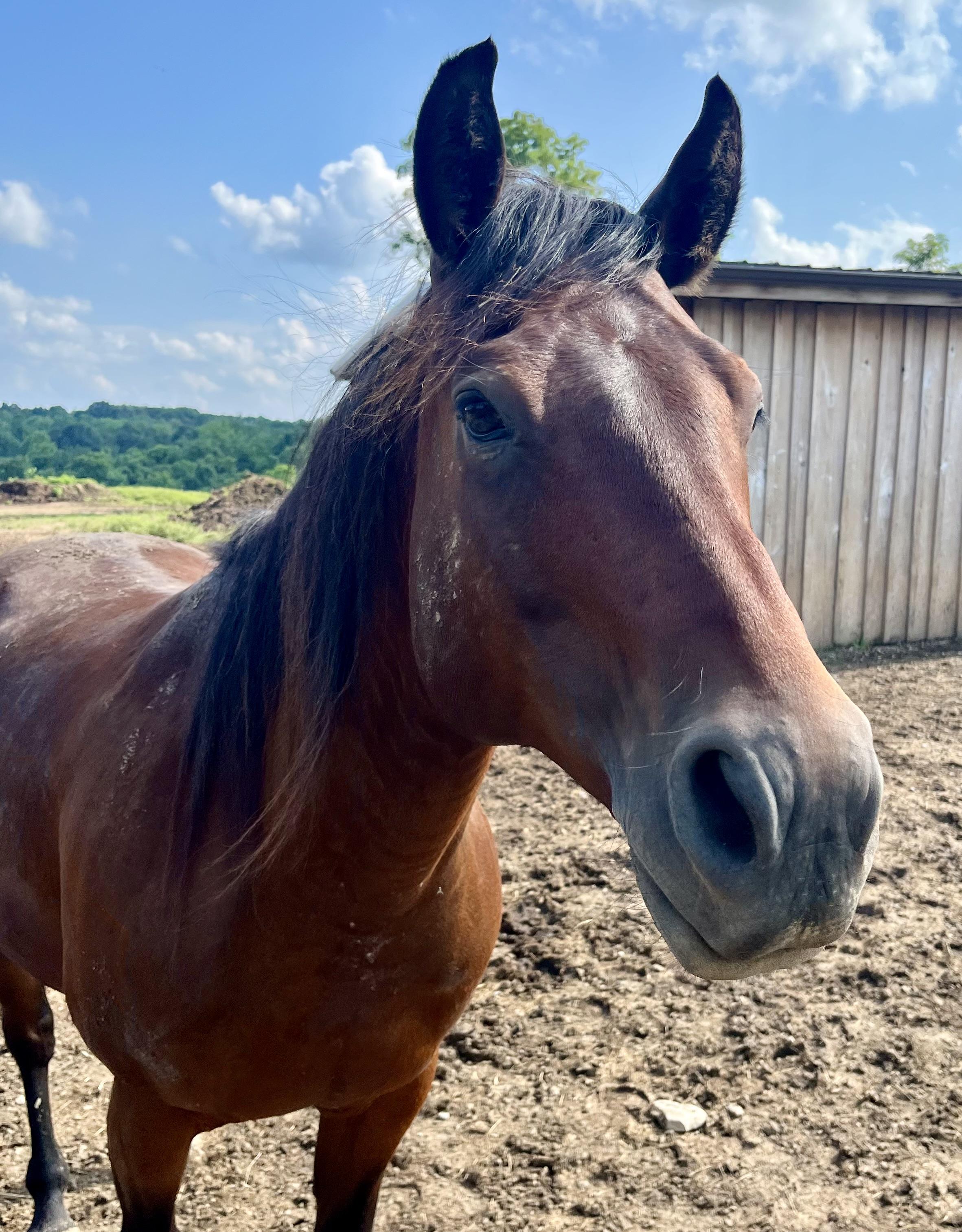 Ruger, Adoptable, Adult Male Quarterhorse.