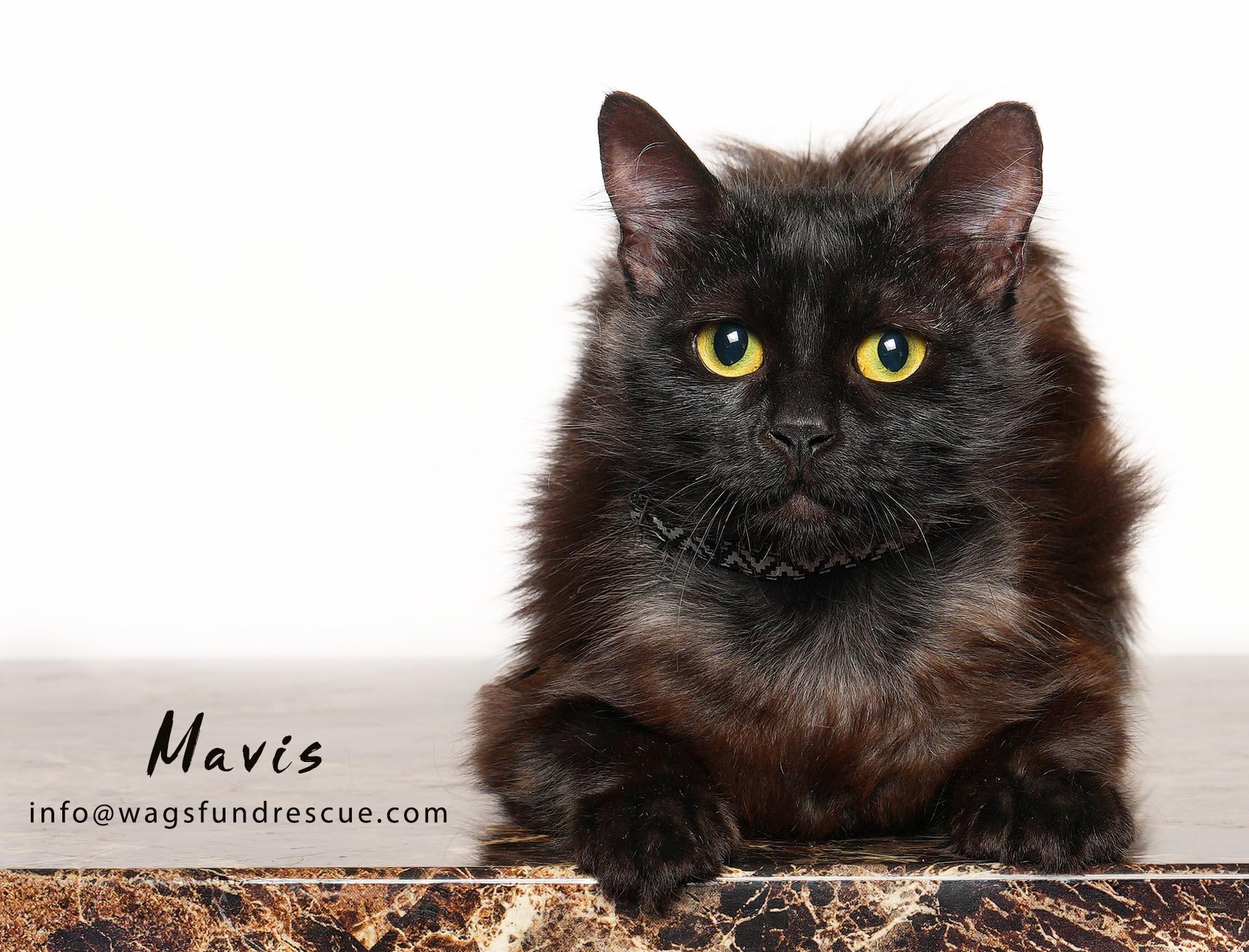 Enlarge Mavis, a Adoptable mixed breed in Houston, TX image 4/4