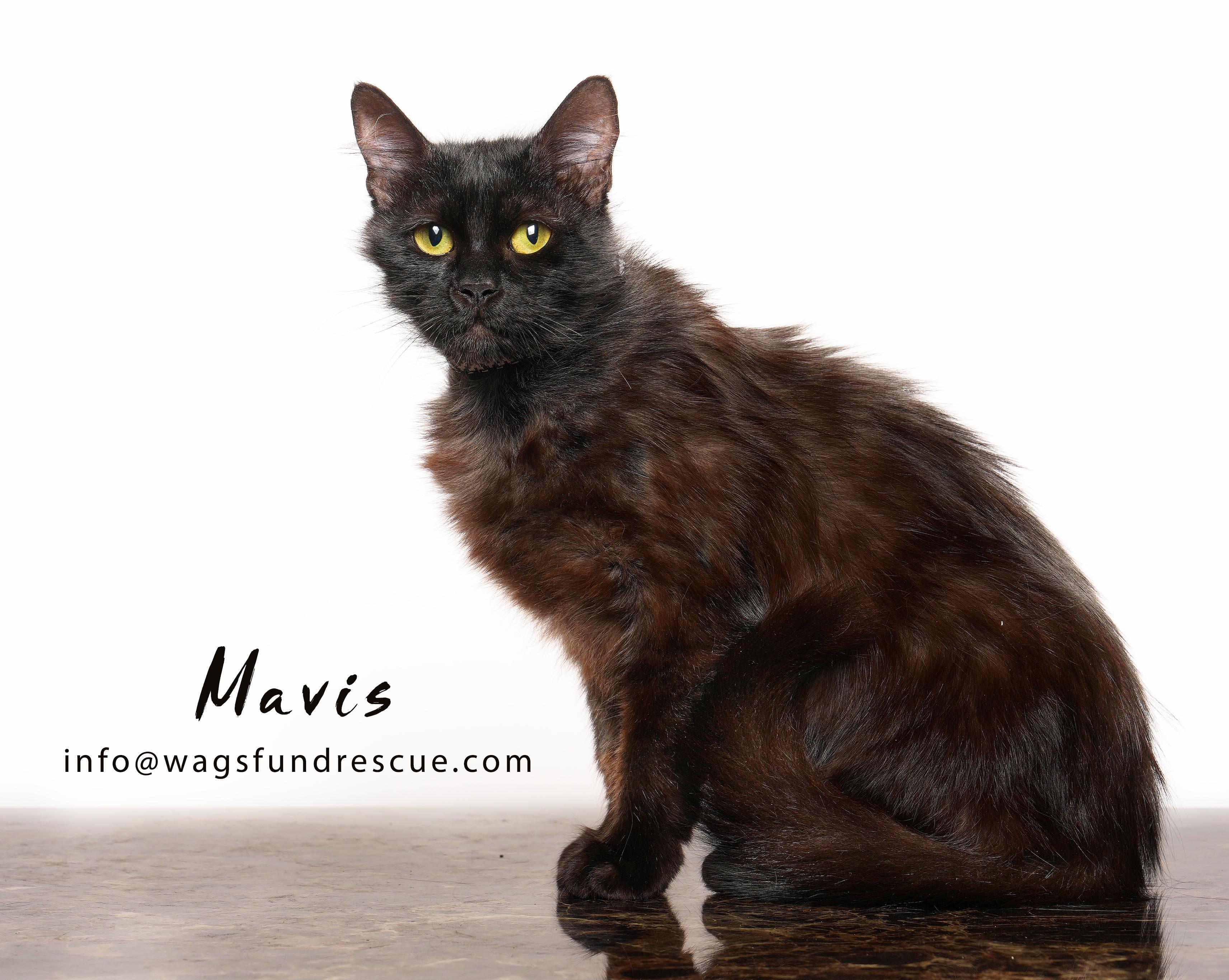 Enlarge Mavis, a Adoptable mixed breed in Houston, TX image 3/4