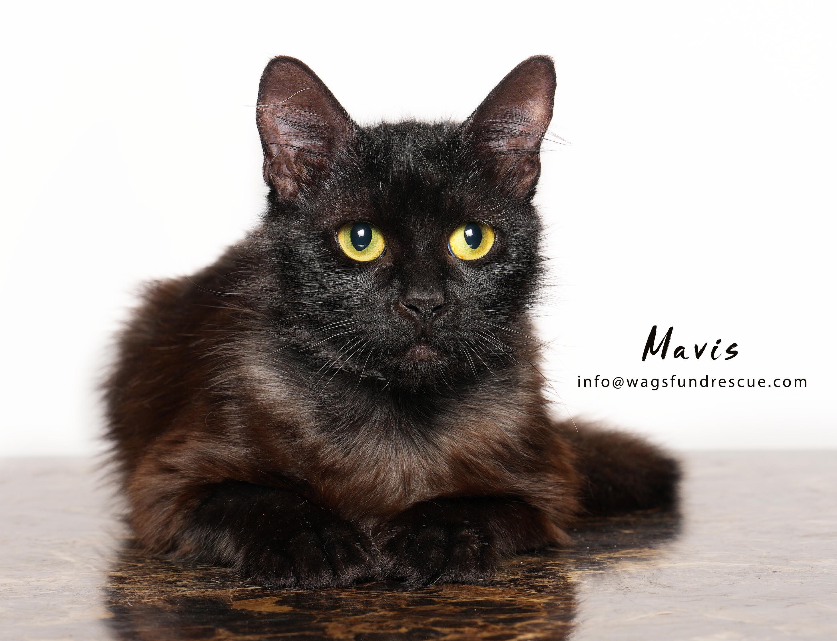 Mavis, Adoptable, Young Female Domestic Long Hair & Tortoiseshell.