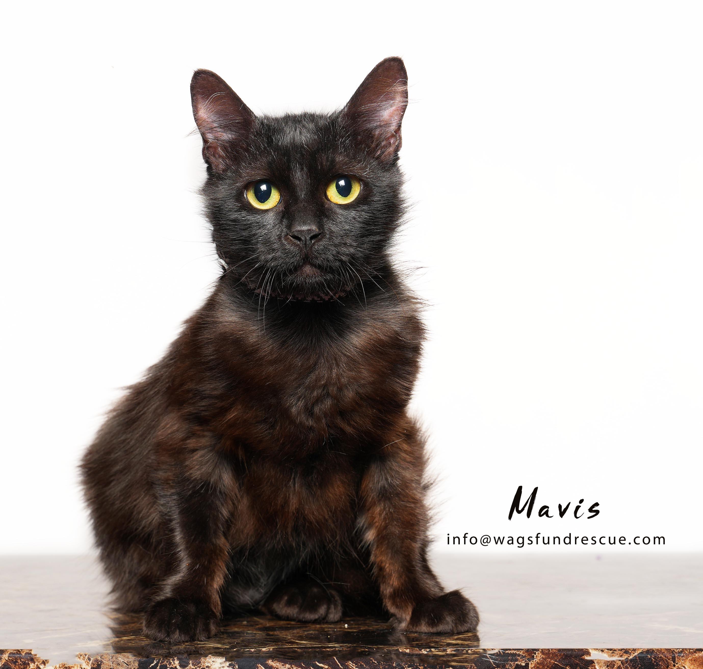 Enlarge Mavis, a Adoptable mixed breed in Houston, TX image 2/4