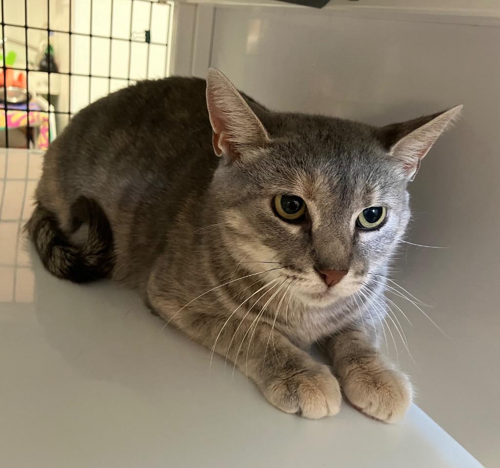 Enlarge Ferrari, a Adoptable mixed breed in Ewing, NJ image 1/6