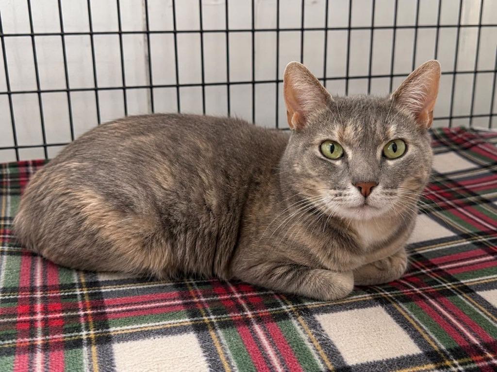Enlarge Ferrari, a Adoptable mixed breed in Ewing, NJ image 2/6