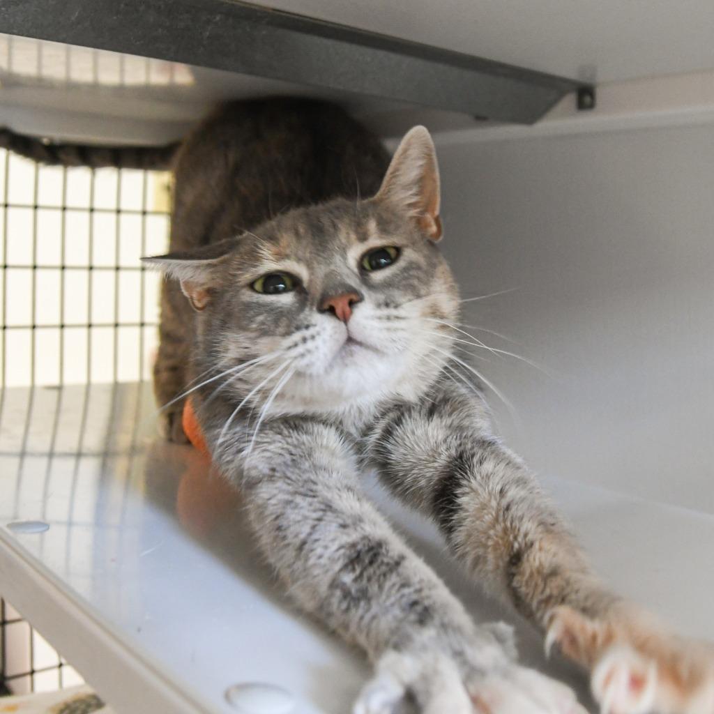 Enlarge Ferrari, a Adoptable mixed breed in Ewing, NJ image 3/6