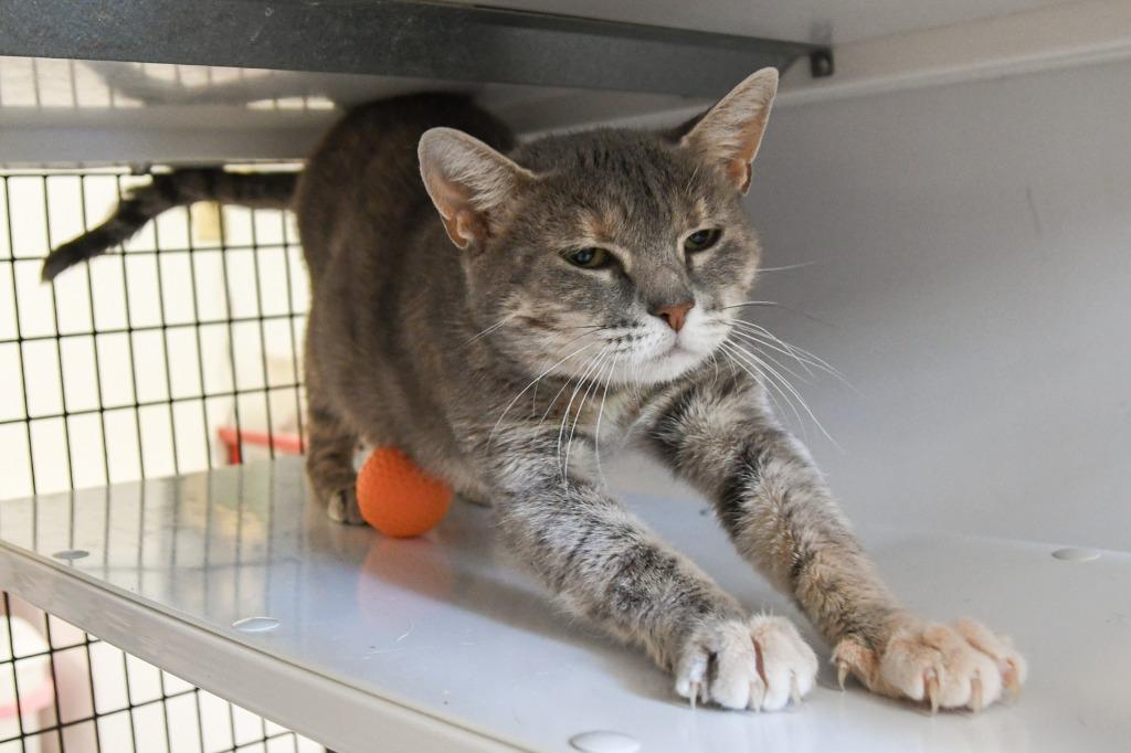 Enlarge Ferrari, a Adoptable mixed breed in Ewing, NJ image 4/6