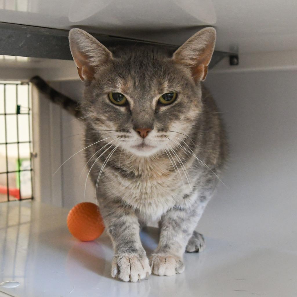 Enlarge Ferrari, a Adoptable mixed breed in Ewing, NJ image 5/6