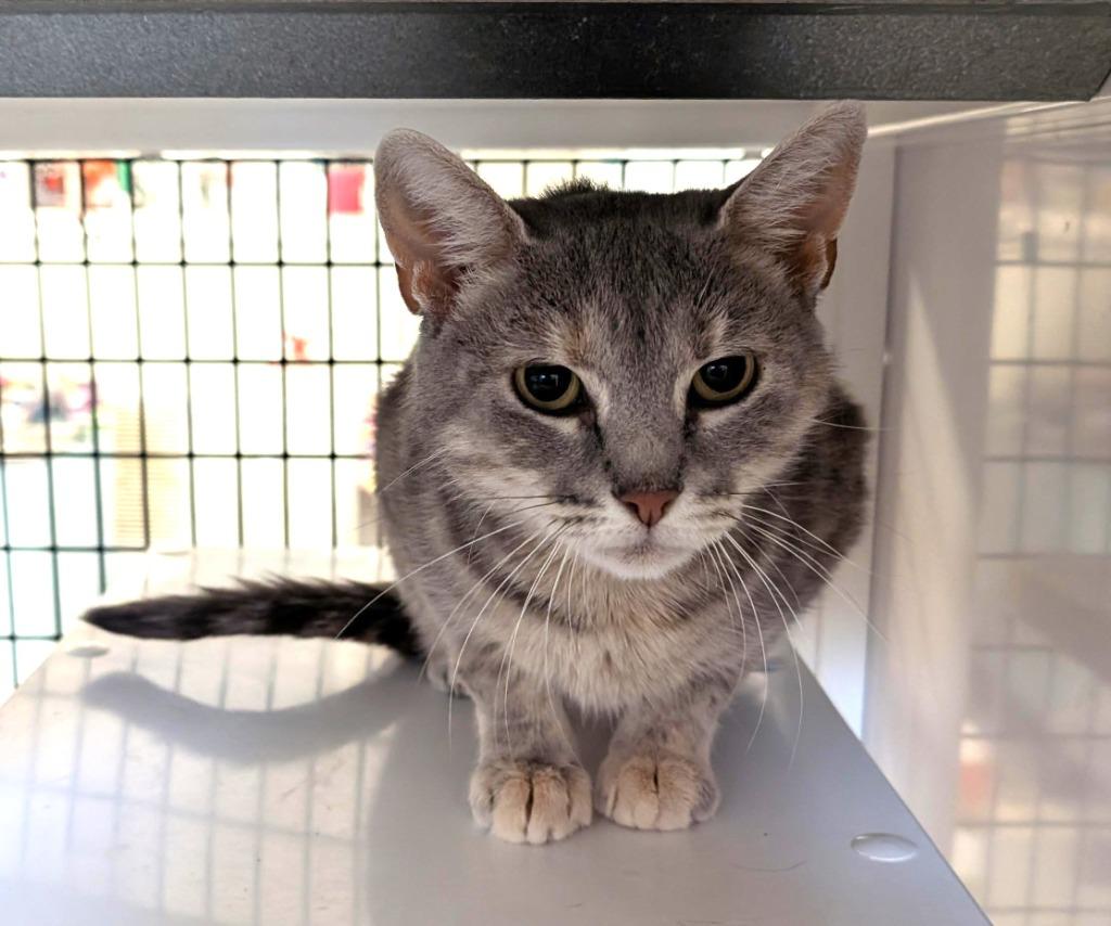 Enlarge Ferrari, a Adoptable mixed breed in Ewing, NJ image 6/6