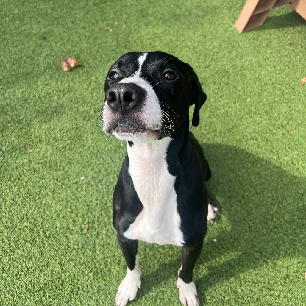 Duke, Adoptable, Adult Male Treeing Walker Coonhound & Mixed Breed.