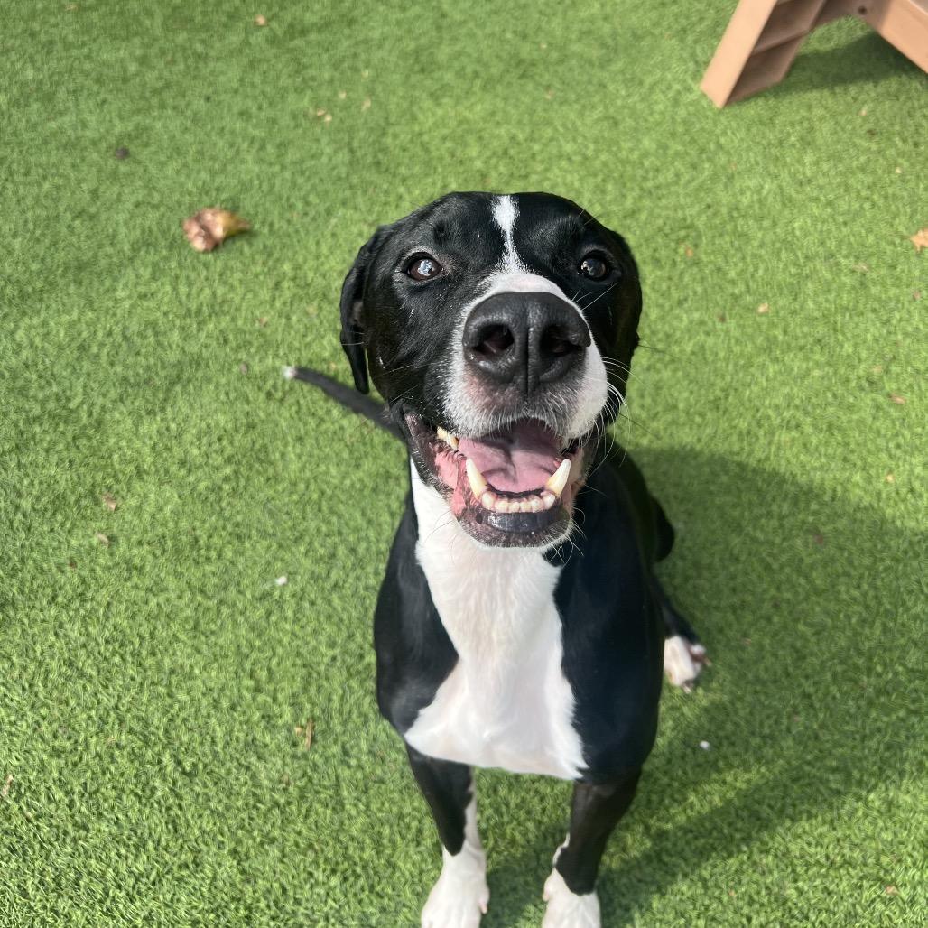 Enlarge Duke, a Adoptable mixed breed in Gainesville, GA image 2/3