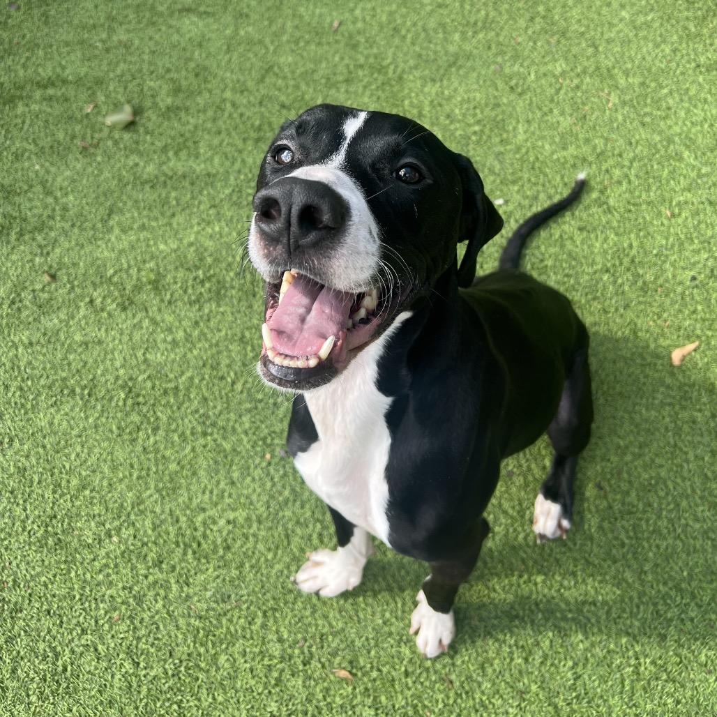 Enlarge Duke, a Adoptable mixed breed in Gainesville, GA image 3/3