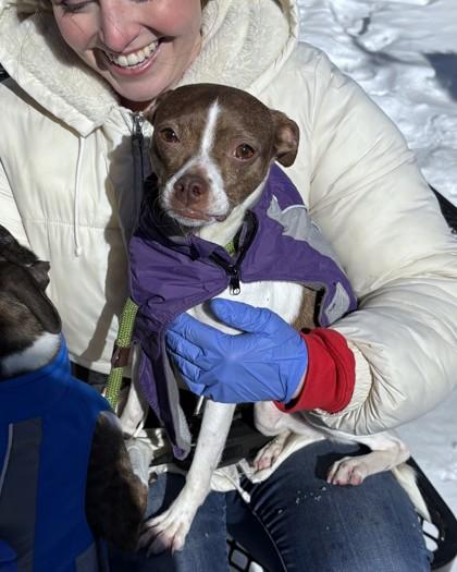 Mabel, Adoptable, Adult Female Chihuahua & Mixed Breed.