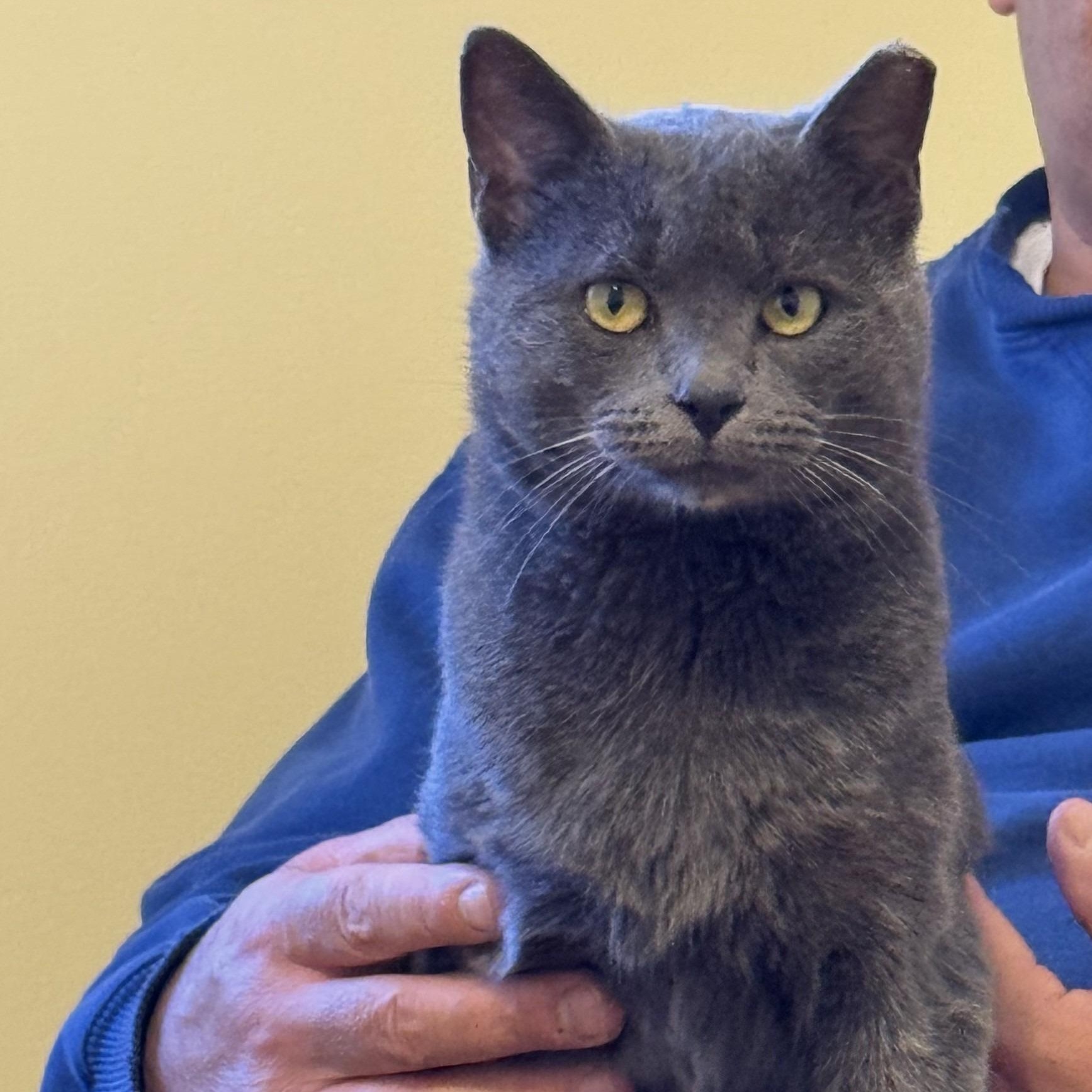 Enlarge Romeo, a ADOPTABLE mixed breed in Hyattsville, MD image 3/6