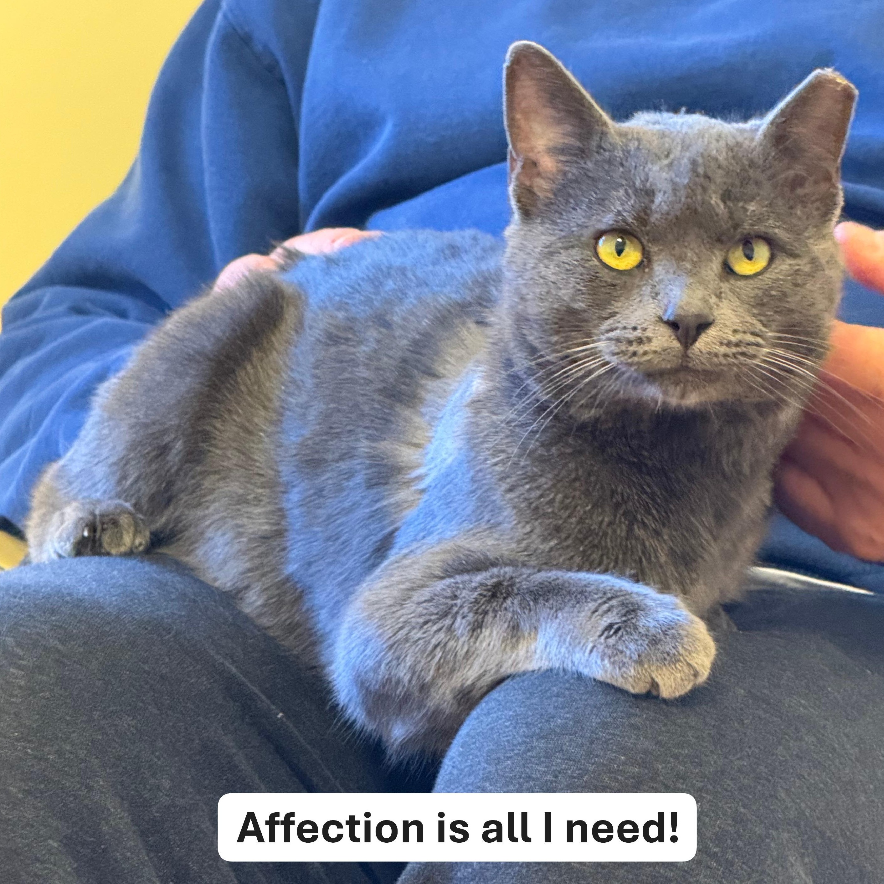 Romeo, ADOPTABLE, Adult Male Russian Blue & Domestic Short Hair.