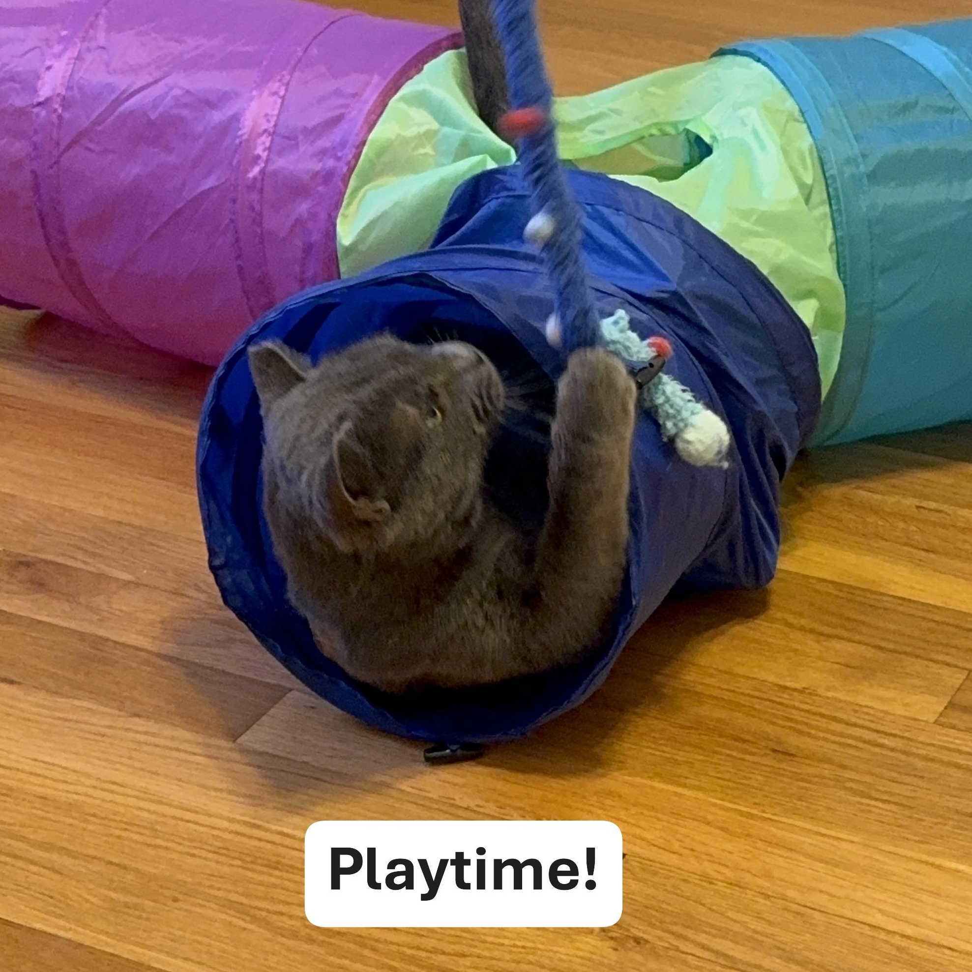 Enlarge Romeo, a ADOPTABLE mixed breed in Hyattsville, MD image 4/6