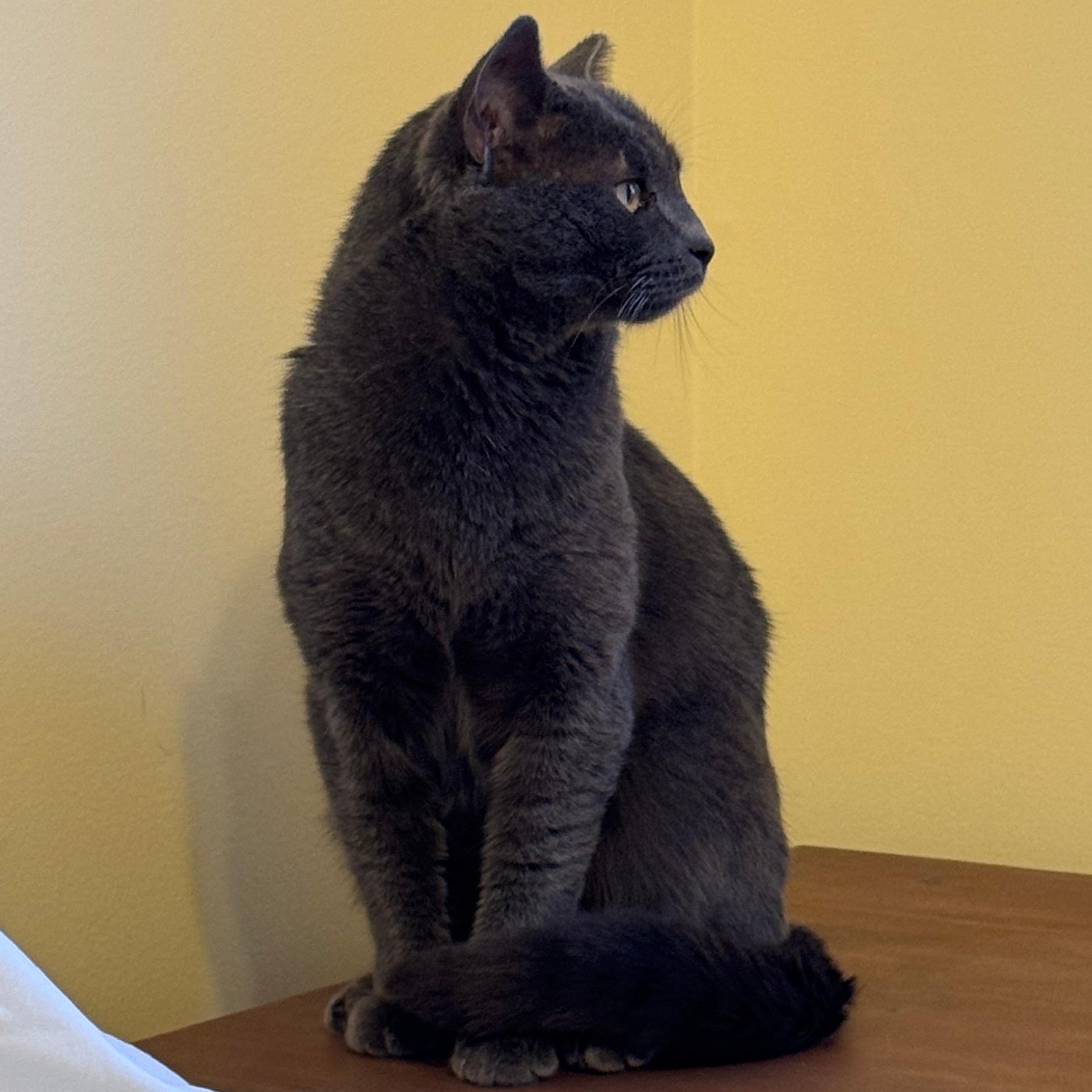 Enlarge Romeo, a ADOPTABLE mixed breed in Hyattsville, MD image 6/6