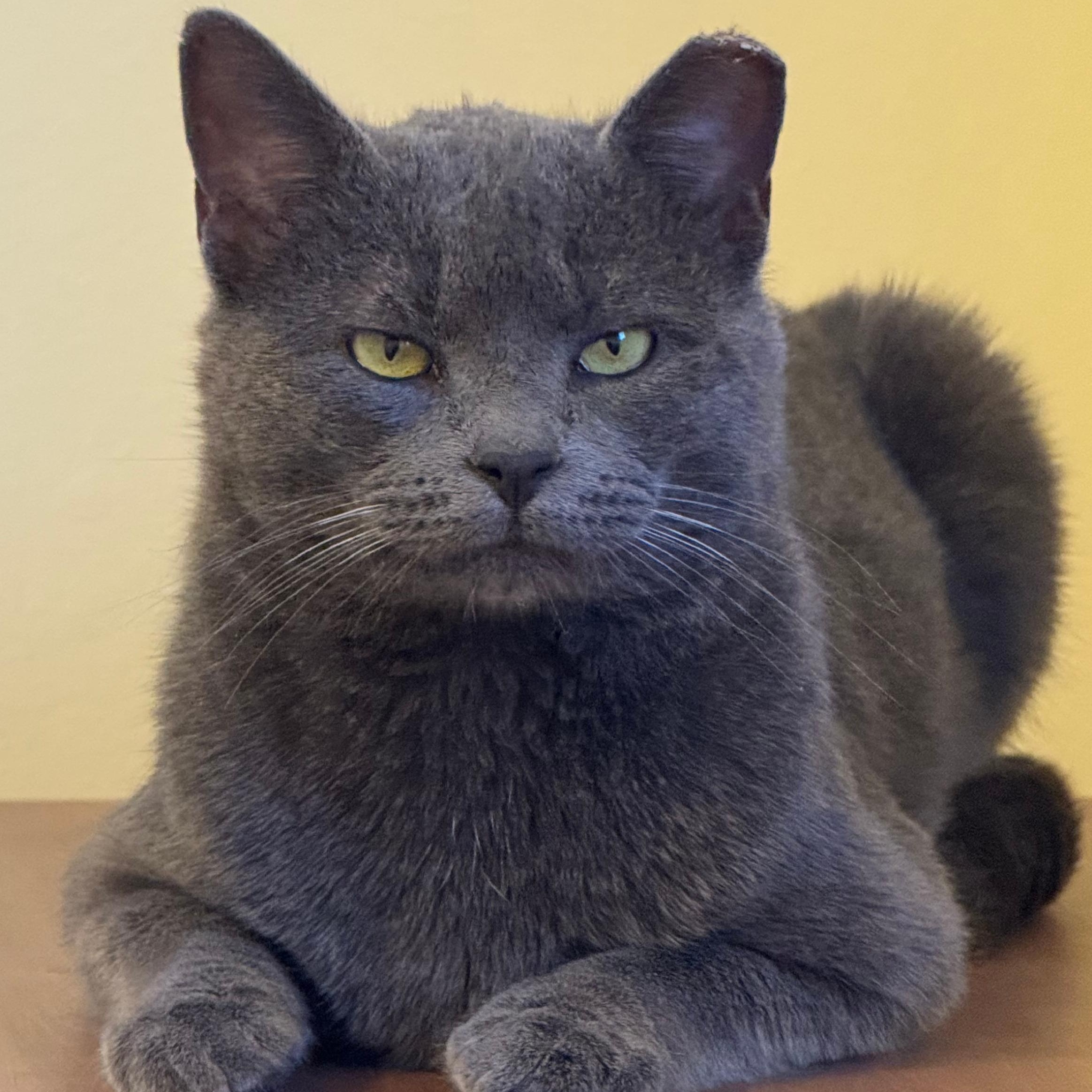 Enlarge Romeo, a ADOPTABLE mixed breed in Hyattsville, MD image 5/6