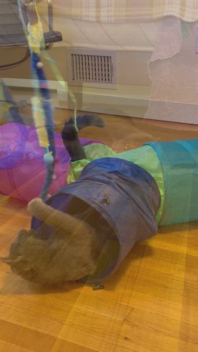 Enlarge Romeo, a ADOPTABLE mixed breed in Hyattsville, MD video 2/6