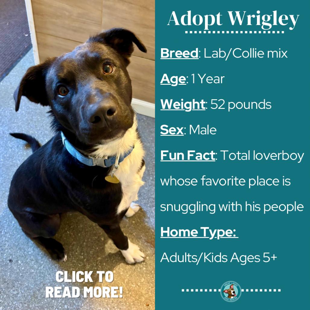 Enlarge Wrigley, a Adoptable mixed breed in Metamora, MI image 2/6