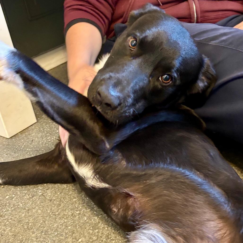 Enlarge Wrigley, a Adoptable mixed breed in Metamora, MI image 3/6