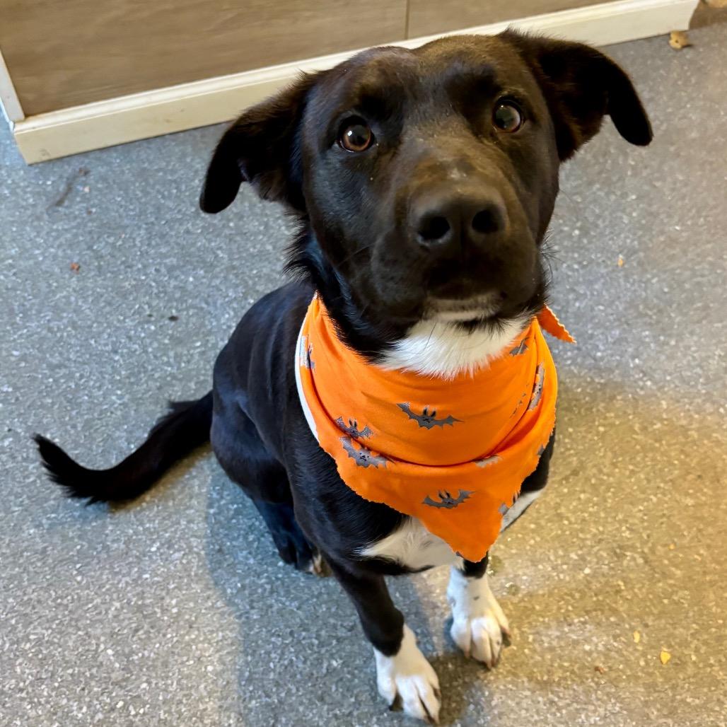 Enlarge Wrigley, a Adoptable mixed breed in Metamora, MI image 4/6