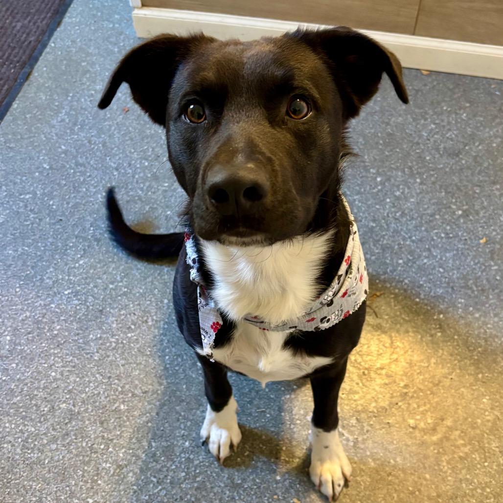 Enlarge Wrigley, a Adoptable mixed breed in Metamora, MI image 6/6