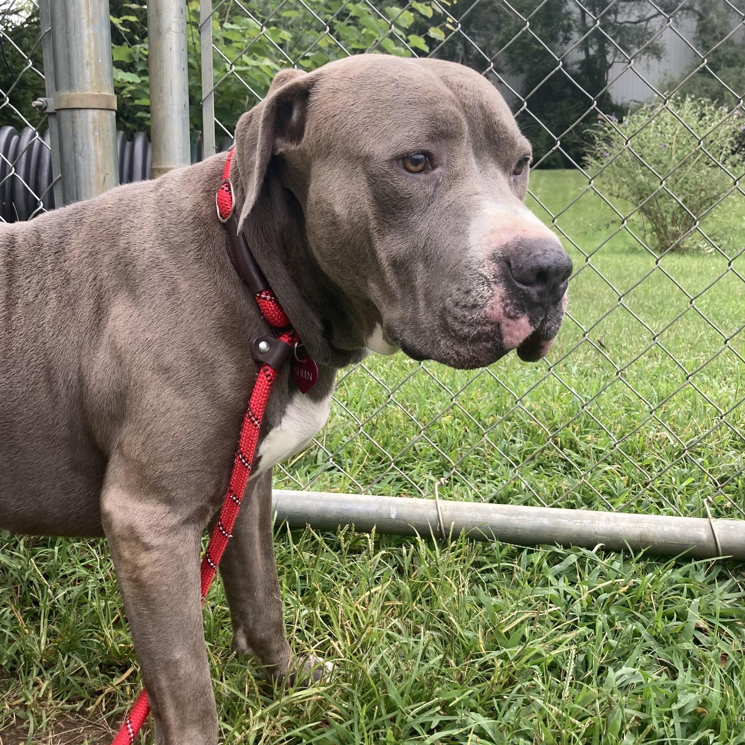 Enlarge Hubbub, a ADOPTABLE Mixed Breed in Mishawaka, IN image 2/3