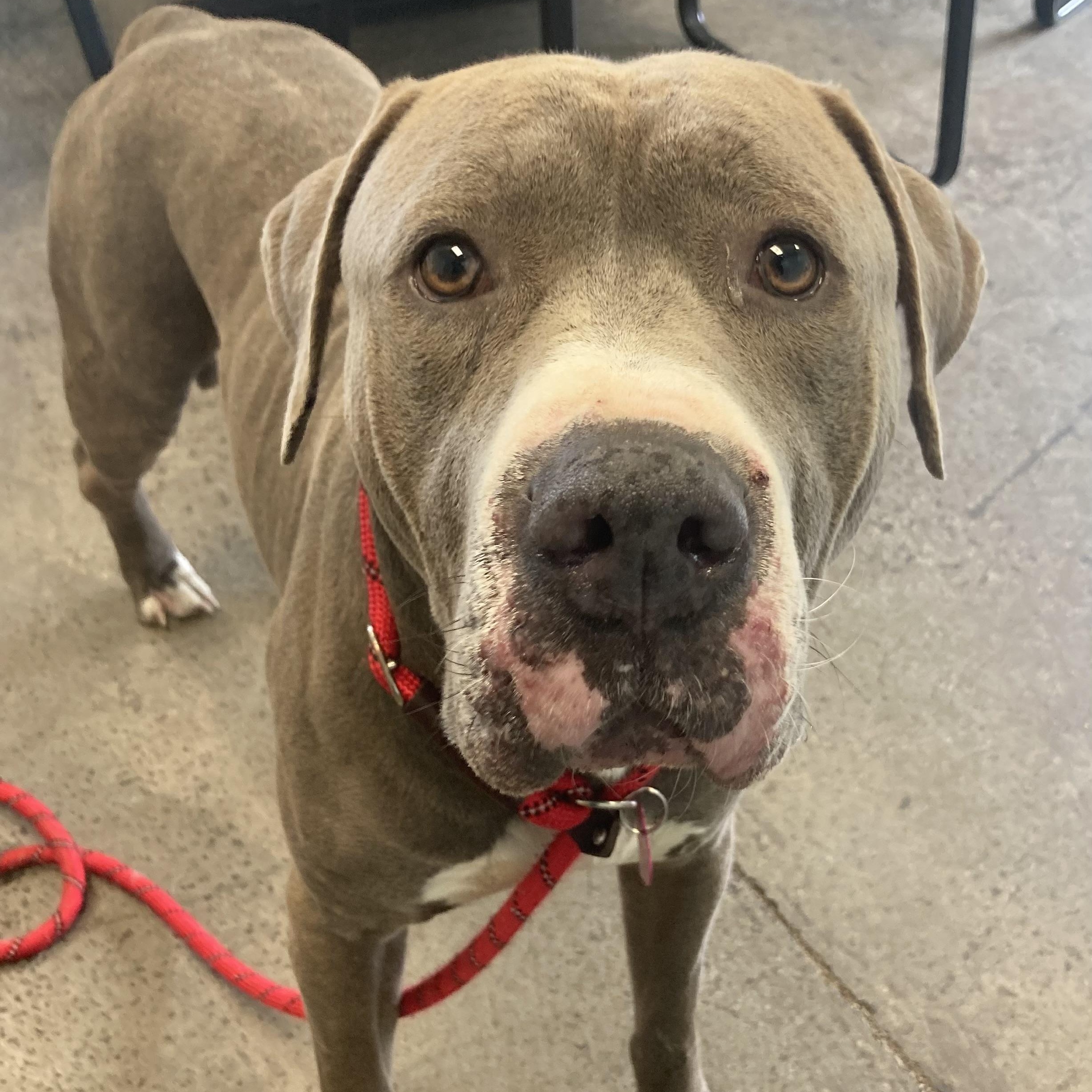 Enlarge Hubbub, a ADOPTABLE Mixed Breed in Mishawaka, IN image 3/3