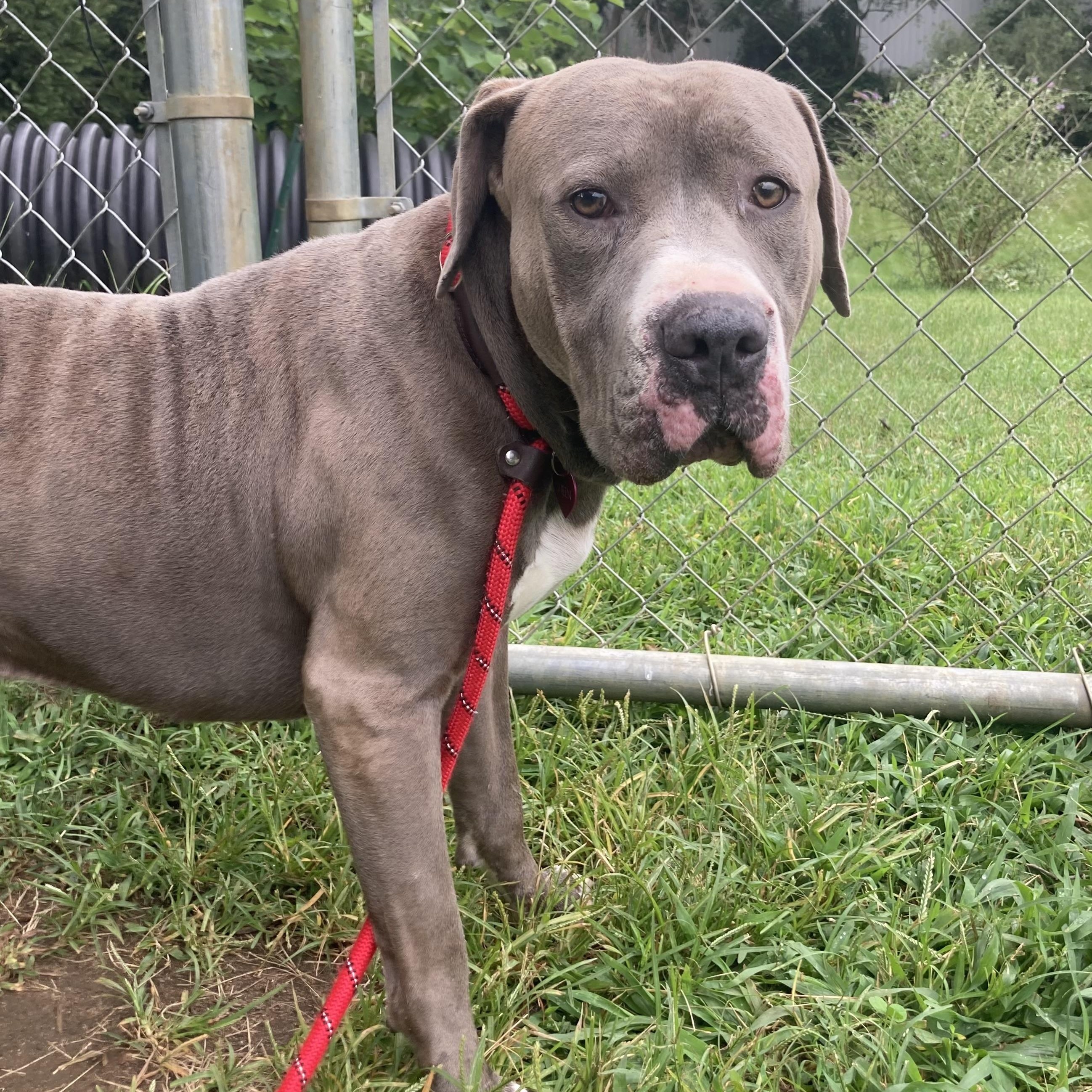 Hubbub, ADOPTABLE, Young Male Mixed Breed.