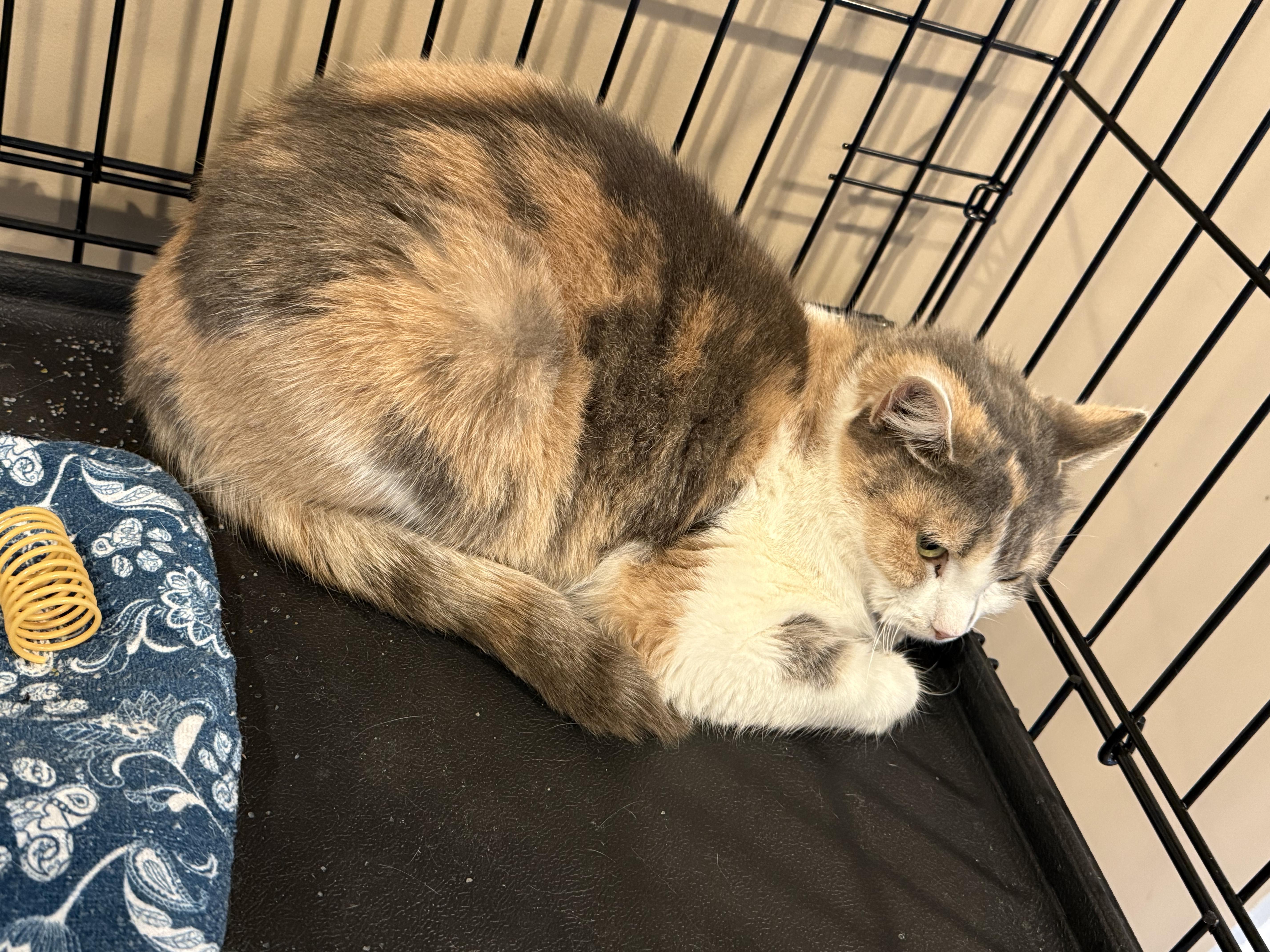 Buffy, Adoptable, Young Female Domestic Short Hair.