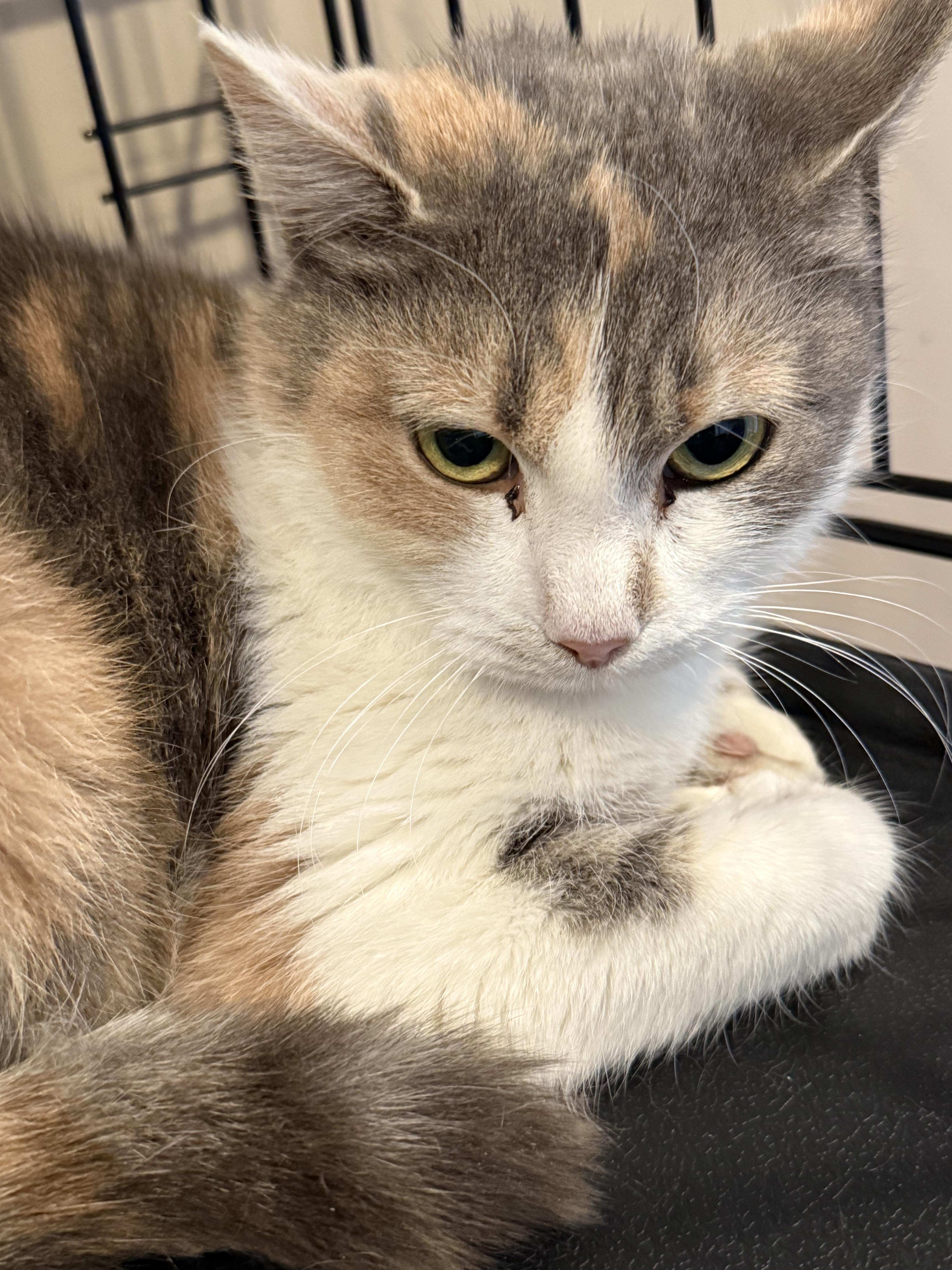 Enlarge Buffy, a Adoptable Domestic Short Hair in Chattanooga, TN image 3/5