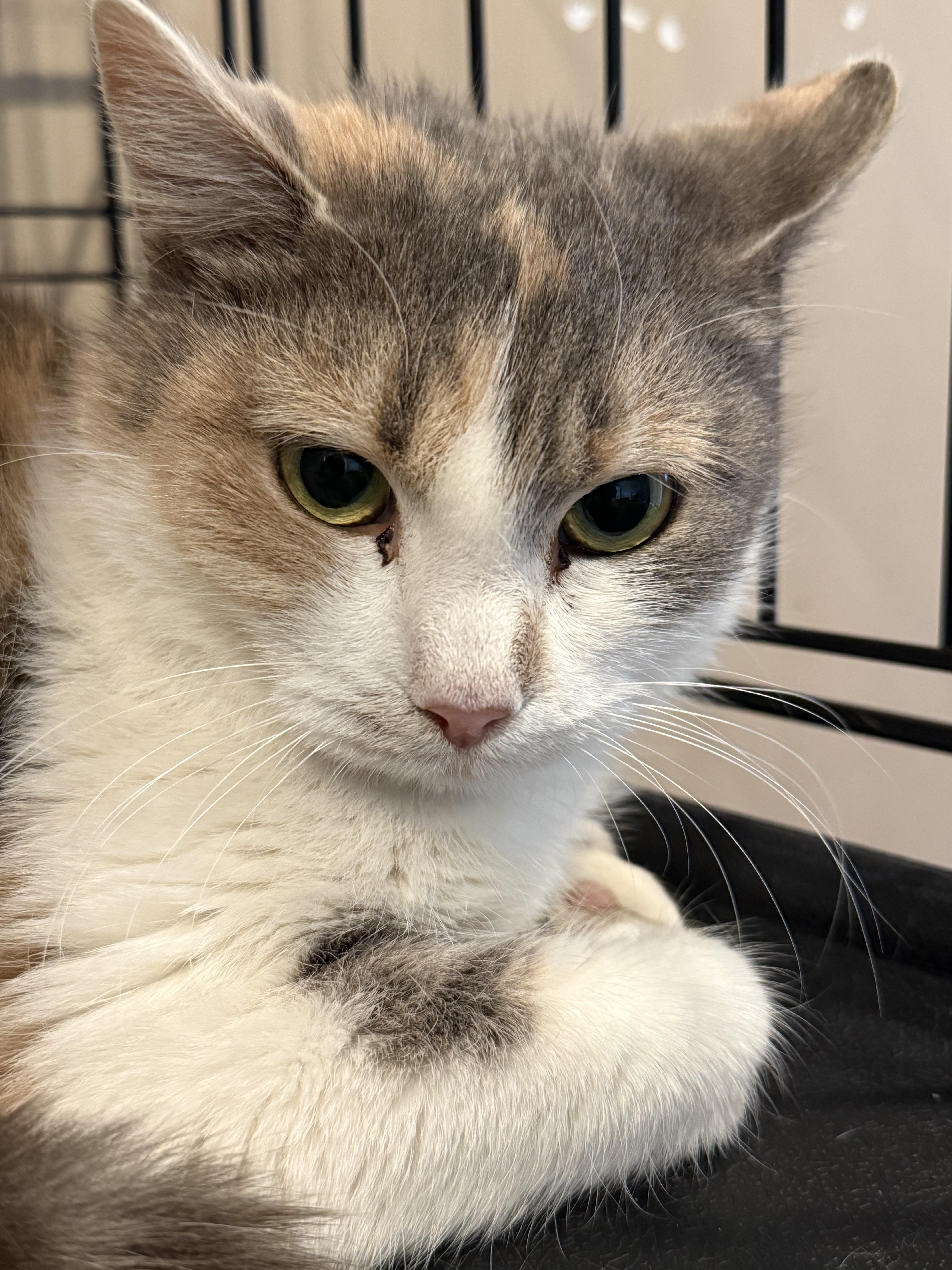 Enlarge Buffy, a Adoptable Domestic Short Hair in Chattanooga, TN image 5/5