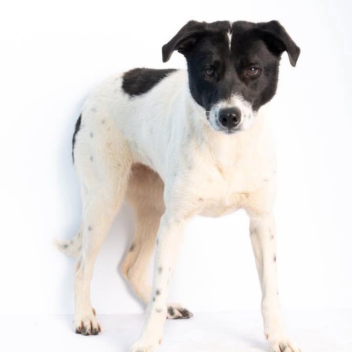 Enlarge Georgia, a Adoptable Mixed Breed in Alabaster, AL image 1/6